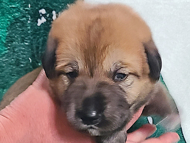 chinook puppy